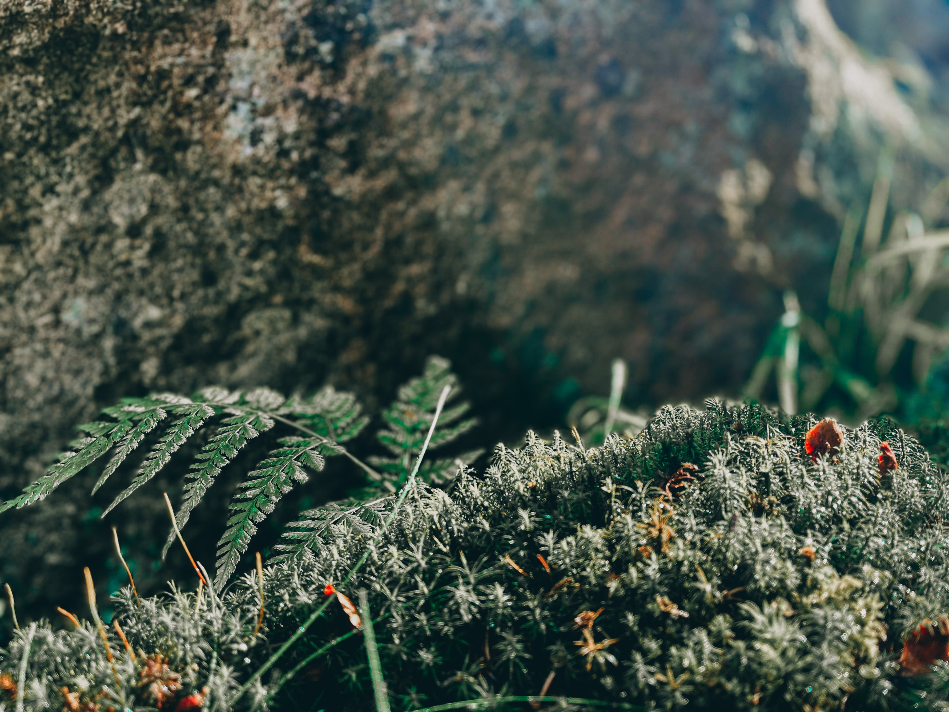 Achtsamkeits-Wandertour im Harz von Elend nach Schierke
